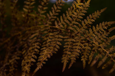 Close-up of fresh plant
