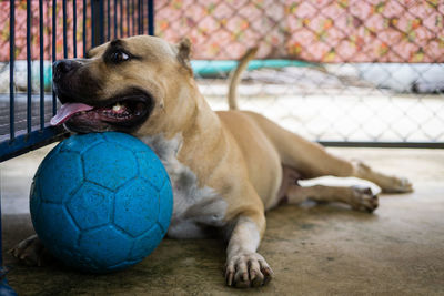 Dog playing with ball resting on floor