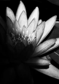 Macro shot of flower