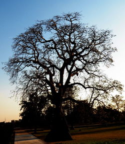 Bare trees on landscape at sunset