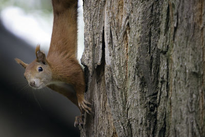 Close-up of squirrel on tree trunk