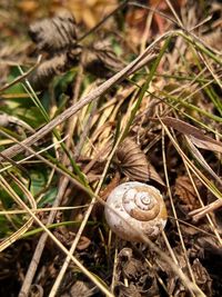 Close-up of snail on land