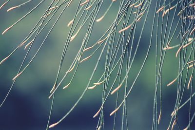 Low angle view of wet spider web on plant