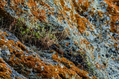 Full frame shot of rock