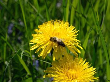 Close-up of bee pollinating on flower