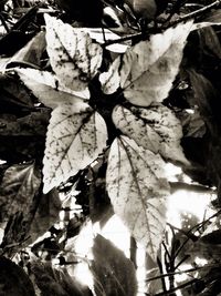 Low angle view of leaves on tree