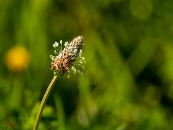 Close-up of wilted flower on field