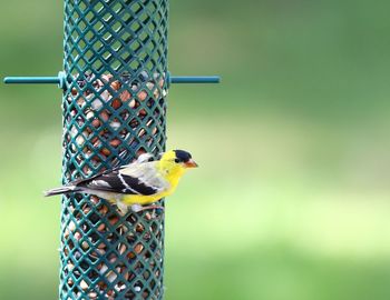 Close-up of bird perching on feeder