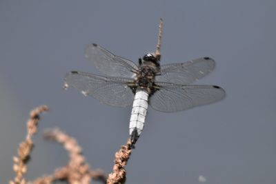 Close-up of dragonfly on twig