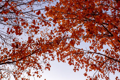 Low angle view of maple tree against sky