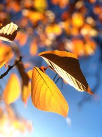 Close-up of autumn leaves