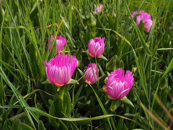 Close-up of pink flowering plants on field