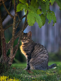 Close-up of cat on tree
