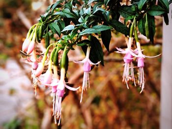 Close-up of pink flowering plant
