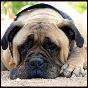 Close-up of dog looking away