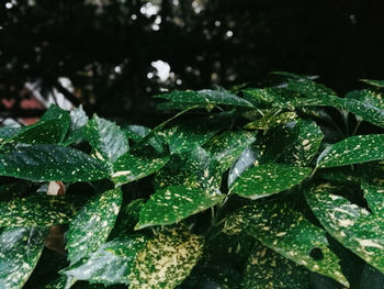Close-up of wet plant leaves during rainy season