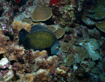 Fish swimming in sea