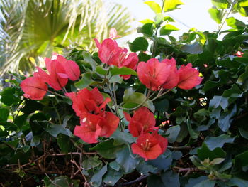 Close-up of flowers blooming outdoors