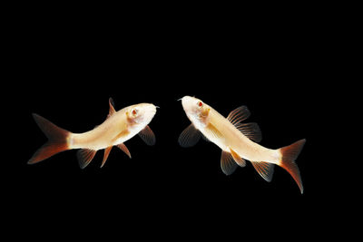 Close-up of fish against black background