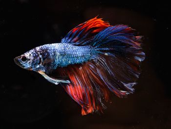 Fancy siamese fighting fish or halfmoon is a beautiful fish that is popular for foreigners. 