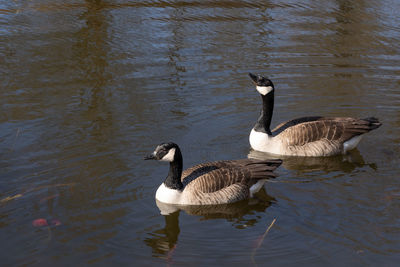 Duck swimming in lake