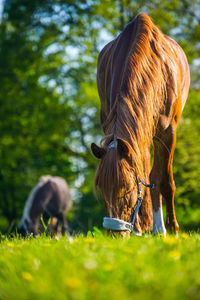 Rear view of horse standing on field