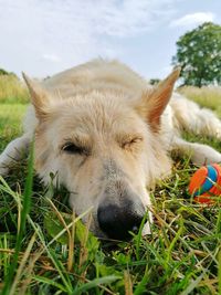 Close-up of a dog on field