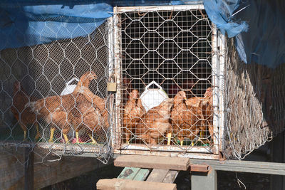 View of birds in cage