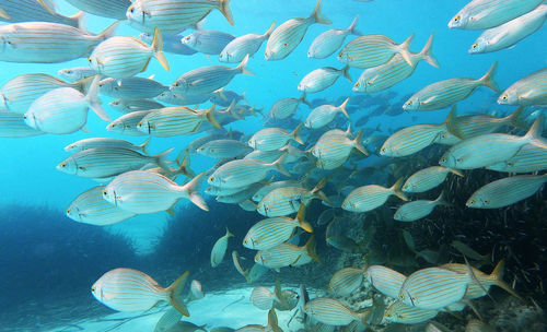 Schooling cow bream over the posidonia