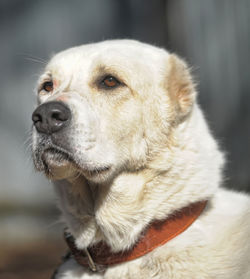 Close-up of a dog looking away