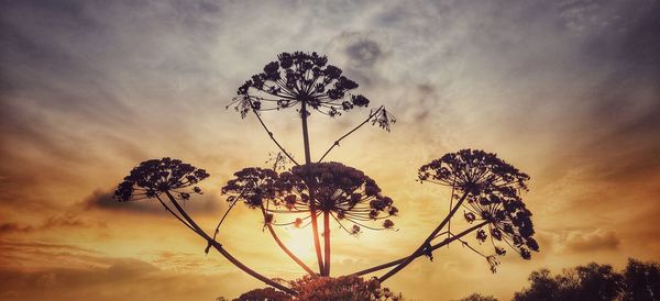 Low angle view of flowering plant against sky during sunset