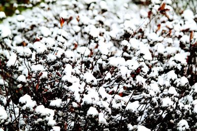 Close-up of white flowers
