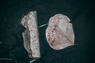 High angle view of dry leaves on metal