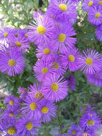 Close-up of purple flowers blooming in park