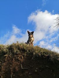 Low angle view of dog on field against sky