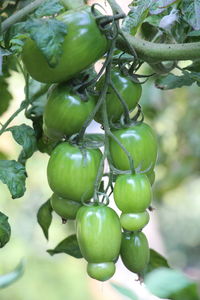 Close-up of fruits growing on tree