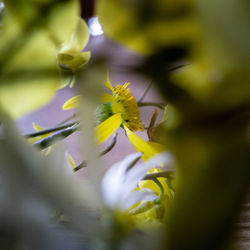 Close-up of yellow flowering plant
