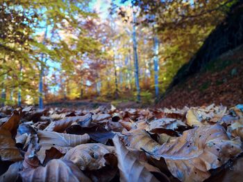 Trees in forest