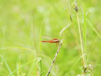 Close-up of insect on grass