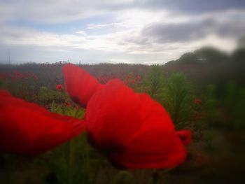 Close-up of red poppy flower on field against sky