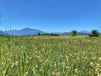 Scenic view of field against clear blue sky