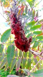 Close-up of red flowering plant on tree