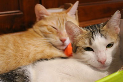 Close-up portrait of cat at home