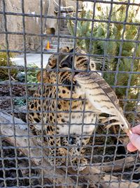 Human hand in cage at zoo