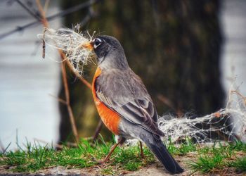 Close-up of a bird perching on a tree