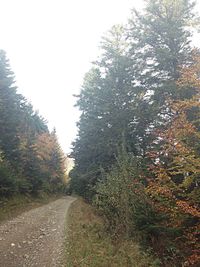 Road passing through trees