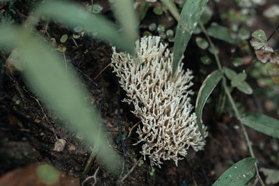 High angle view of plant on field