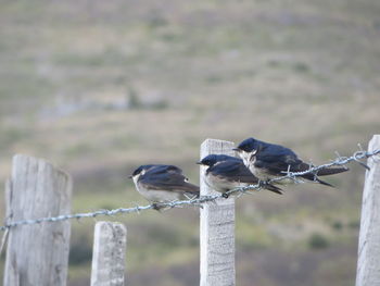 Close-up of bird perching outdoors