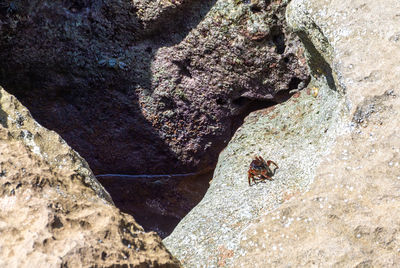 High angle view of a rock