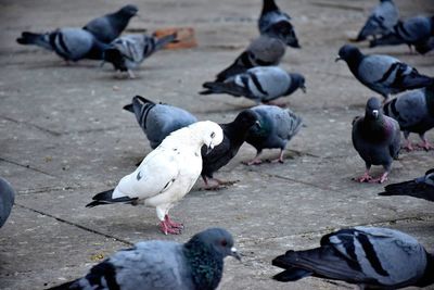 Close-up of birds perching on ground